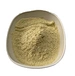 Bacillus coagulans